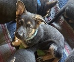 Puppy Pinky German Shepherd Dog