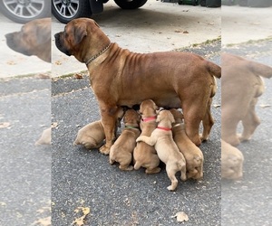 Boerboel Litter for sale in BOWIE, MD, USA