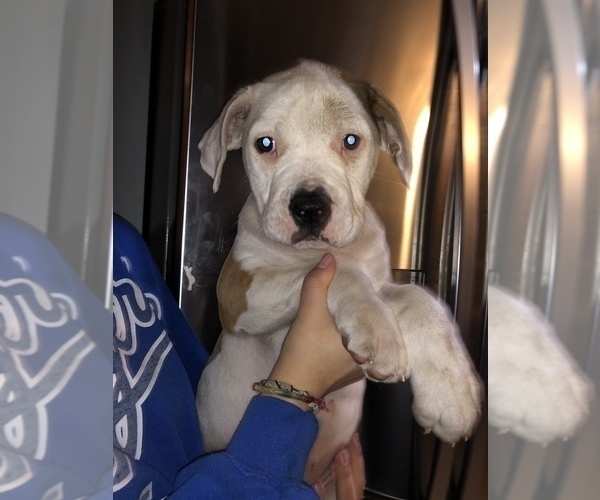 Medium Photo #3 American Bulldog Puppy For Sale in EAST WENATCHEE, WA, USA