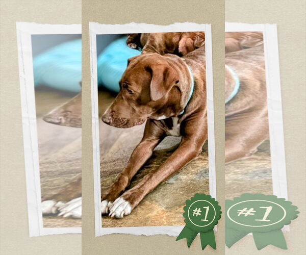 Medium Photo #5 Retriever -Unknown Mix Puppy For Sale in columbia, SC, USA