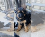 Small #2 German Shepherd Dog