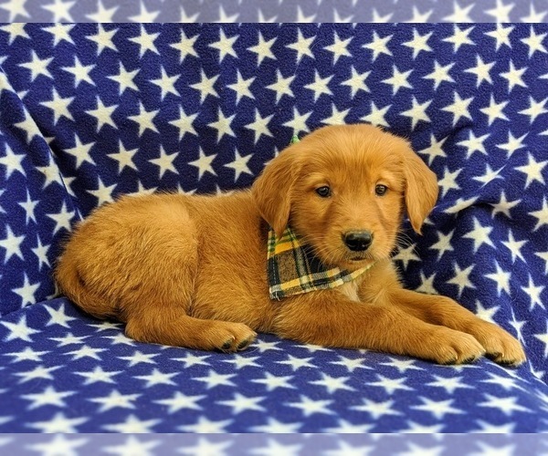 Medium Photo #5 Golden Retriever Puppy For Sale in CHRISTIANA, PA, USA