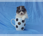 Small Photo #2 Pomeranian Puppy For Sale in WEST PALM BEACH, FL, USA