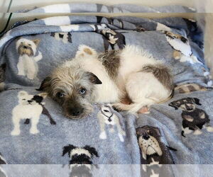 Toxirn Dogs for adoption in Princeton, MN, USA