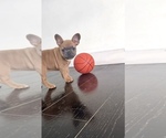 Small #8 French Bulldog
