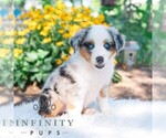 Small #2 Miniature Australian Shepherd