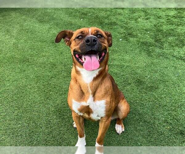 Medium Photo #2 Labrador Retriever-Unknown Mix Puppy For Sale in Orange, CA, USA