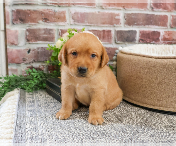 Medium Photo #6 Labrador Retriever Puppy For Sale in SYRACUSE, IN, USA