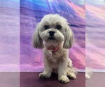 Small Shih Tzu Mix