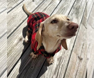 Luna in KY - Female Dachshund Dog for Adoption - Photo #8
