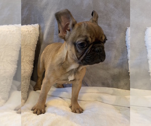 French Bulldog Puppy for sale in JOHNS ISLAND, SC, USA