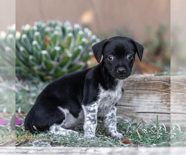 Medium Photo #2 Jack Russell Terrier-Unknown Mix Puppy For Sale in San Diego, CA, USA