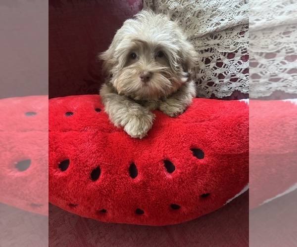 Medium Photo #1 Havanese Puppy For Sale in LIVONIA, MI, USA