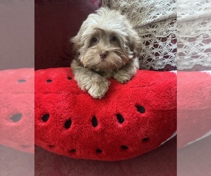 Havanese Puppy for sale in LIVONIA, MI, USA