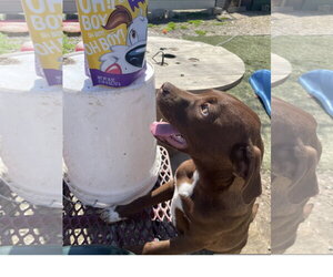 Jade - Female Labrador Retriever-Unknown Mix Dog for Adoption - Photo #2