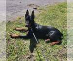 Small Photo #129 Doberman Pinscher Puppy For Sale in FORT LAUDERDALE, FL, USA
