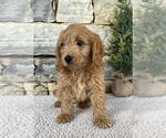 Puppy 3 Goldendoodle (Miniature)