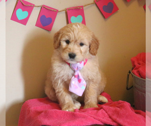 Medium Goldendoodle