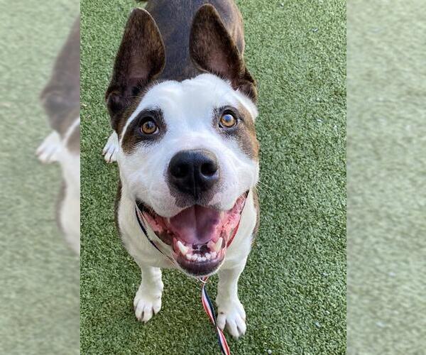 Medium Photo #2 American Pit Bull Terrier Puppy For Sale in Fayetteville, NC, USA