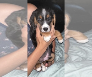 Beagle Puppy for sale in SILVER CREEK, NY, USA