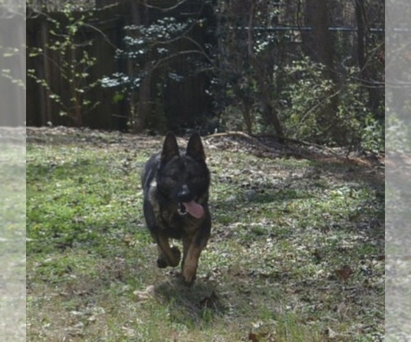 Medium Photo #1 German Shepherd Dog Puppy For Sale in POWDER SPRINGS, GA, USA