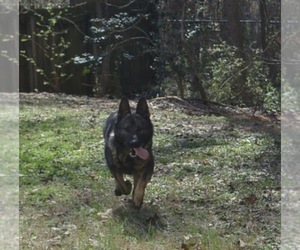 Mother of the German Shepherd Dog puppies born on 04/21/2026