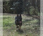 Small Photo #1 German Shepherd Dog Puppy For Sale in POWDER SPRINGS, GA, USA
