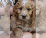 Small #5 Goldendoodle (Miniature)