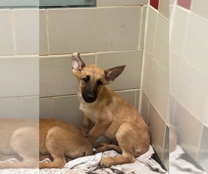 Mutt Dogs for adoption in Plano, TX, USA