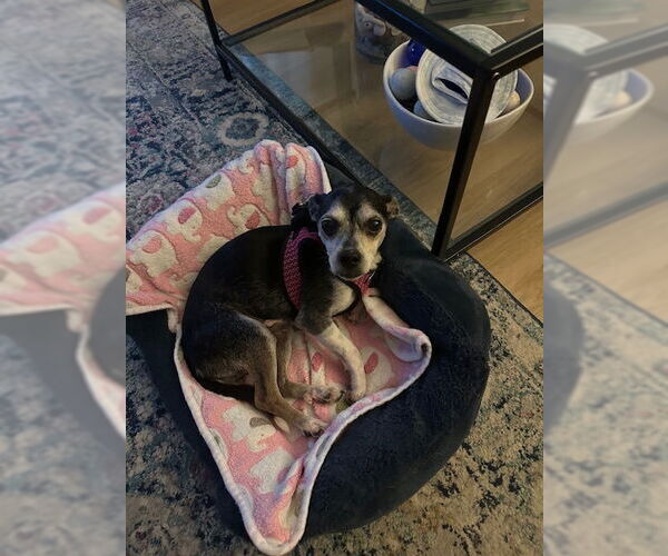 Medium Photo #3 Chihuahua-Unknown Mix Puppy For Sale in Aurora, CO, USA
