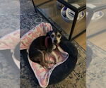 Small #2 Chihuahua Mix
