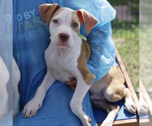 American Staffordshire Terrier-Unknown Mix Dogs for adoption in San Antonio, TX, USA