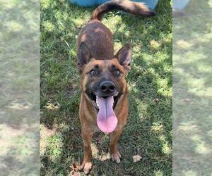 Mutt Dogs for adoption in Riverside, CA, USA