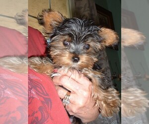 Yorkshire Terrier Puppy for sale in JAMAICA, IA, USA