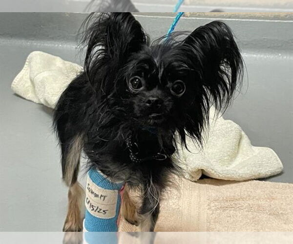 Medium Photo #6 Mutt Puppy For Sale in Olalla, WA, USA