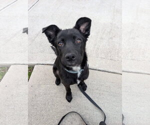 Mutt Dogs for adoption in Germantown, OH, USA