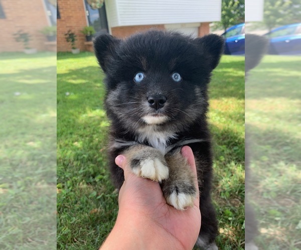 Medium Photo #8 Pomsky Puppy For Sale in WHEELERSBURG, OH, USA
