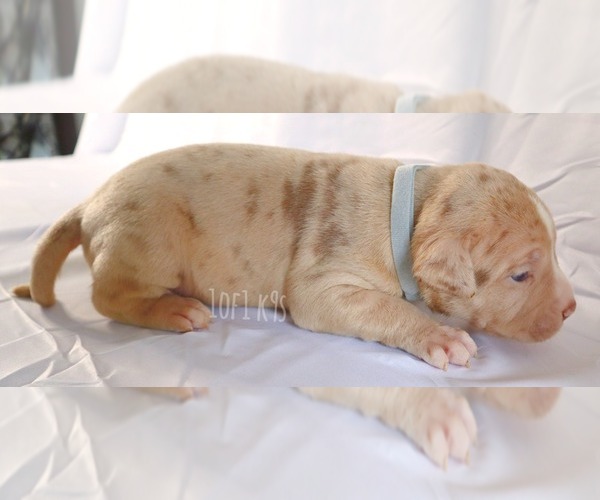 Medium Photo #20 American Bully Puppy For Sale in PALMDALE, CA, USA