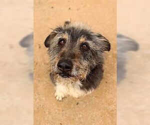 Hans - Male Bearded Collie-Unknown Mix Dog for Adoption - Photo #3