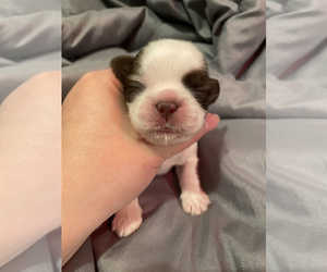 Shih Tzu Puppy for sale in VISALIA, CA, USA