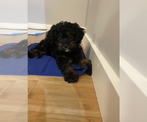 Cavapoo Puppy for sale in CLEVELAND, OH, USA