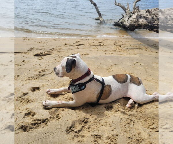 Medium Photo #2 Mutt Puppy For Sale in St. Augustine, FL, USA