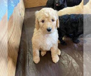 Double Doodle Puppy for sale in ORANGE, CT, USA