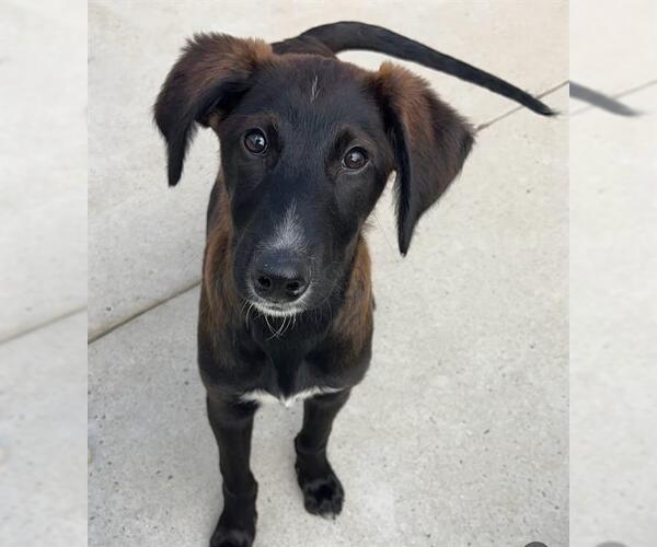 Medium Photo #1 Labrador Retriever-Saluki Mix Puppy For Sale in Santa Cruz, CA, USA