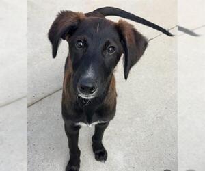 Labrador Retriever-Saluki Mix Dogs for adoption in Santa Cruz, CA, USA