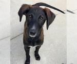 Small Labrador Retriever-Saluki Mix