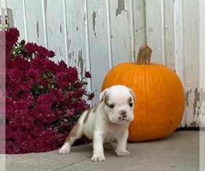 Medium English Bulldog