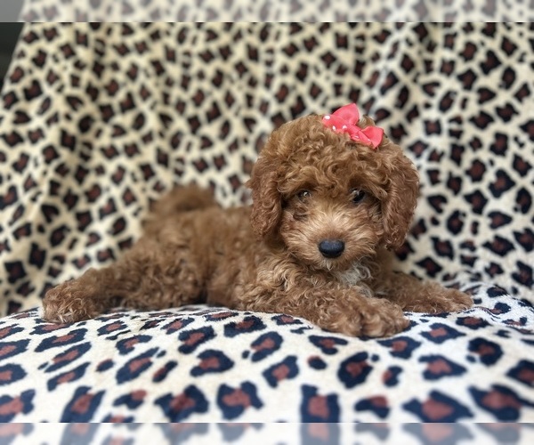 Medium Photo #8 Cavapoo Puppy For Sale in LAKELAND, FL, USA