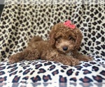 Small #7 Cavapoo