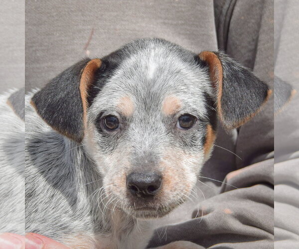 Medium Photo #7 Pug-Unknown Mix Puppy For Sale in Huntley, IL, USA